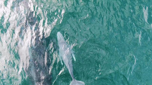 SHIPWRECKS EAST CAPE BCS MEXICO-2023: Two Whales Swimming in Turquoise Ocean Waters