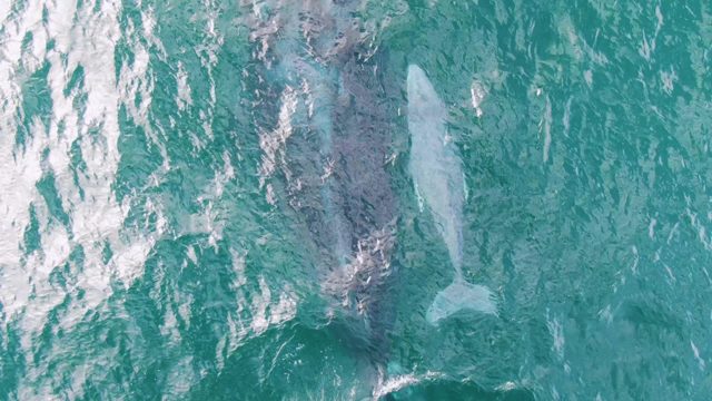 SHIPWRECKS EAST CAPE BCS MEXICO-2023: Whale and Calf Swimming in Turquoise Ocean