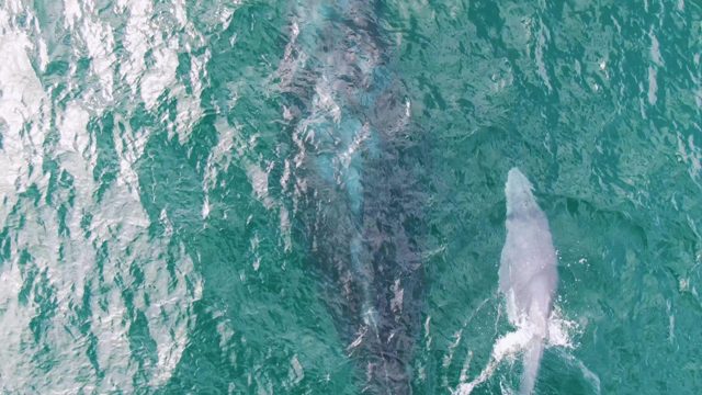 SHIPWRECKS EAST CAPE BCS MEXICO-2023: Two Whales Swimming in Turquoise Ocean