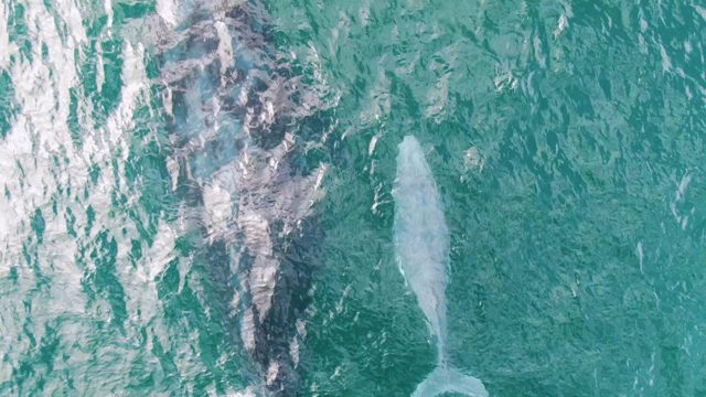 SHIPWRECKS EAST CAPE BCS MEXICO-2023: Two Whales Swimming in Turquoise Ocean