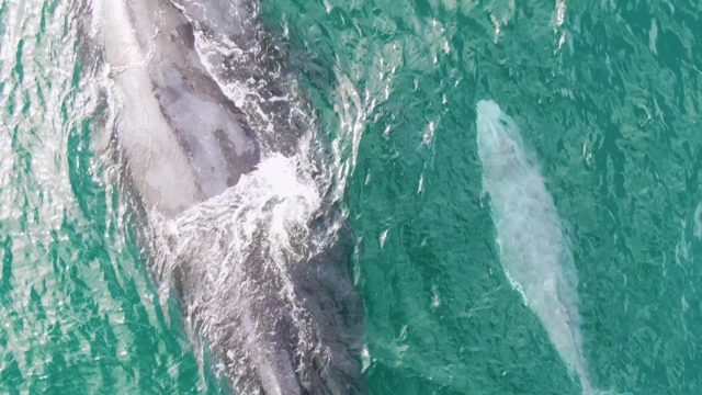 SHIPWRECKS EAST CAPE BCS MEXICO-2023: Two Whales Swimming in Clear Ocean Water