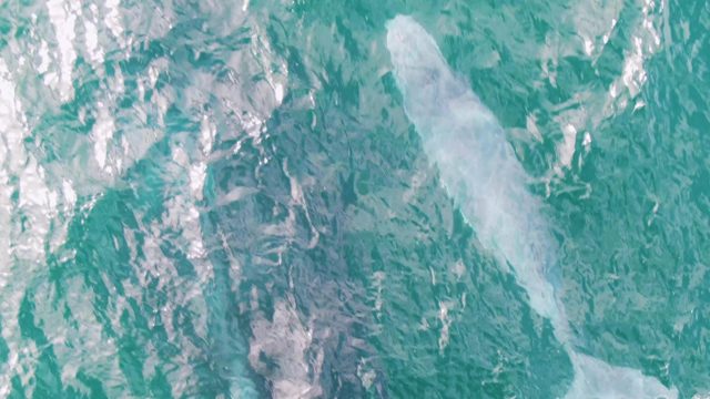 SHIPWRECKS EAST CAPE BCS MEXICO-2023: White Whale Swimming in Turquoise Ocean Water