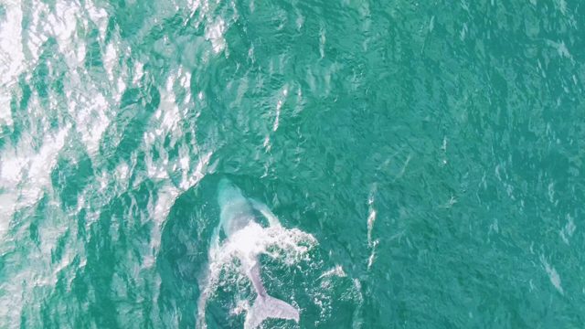 SHIPWRECKS EAST CAPE BCS MEXICO-2023: Dolphin Diving Into Turquoise Ocean Water