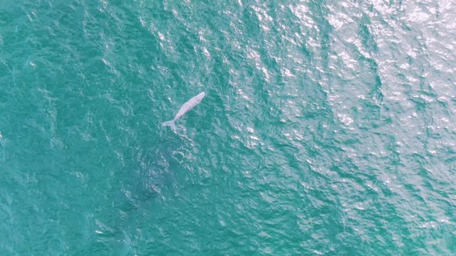 SHIPWRECKS EAST CAPE BCS MEXICO-2023: Whale Surfacing and Swimming in Turquoise Ocean