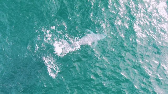 SHIPWRECKS EAST CAPE BCS MEXICO-2023: Whale Surfacing and Tail Fluke in Ocean