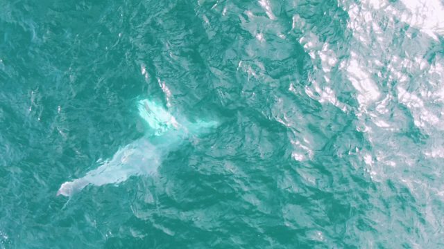 SHIPWRECKS EAST CAPE BCS MEXICO-2023: Whale Diving in Clear Ocean Waters