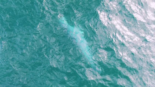 SHIPWRECKS EAST CAPE BCS MEXICO-2023: Marine Animal Surfacing in Turquoise Ocean Waters