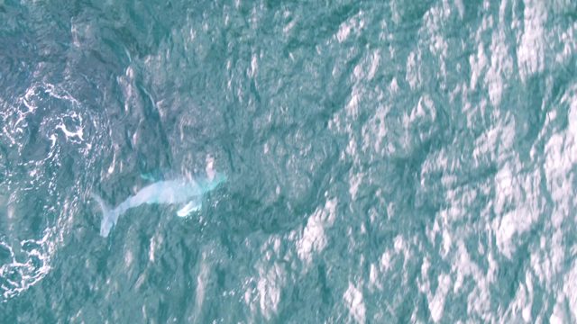 SHIPWRECKS EAST CAPE BCS MEXICO-2023: Whale Surfacing and Swimming in Ocean