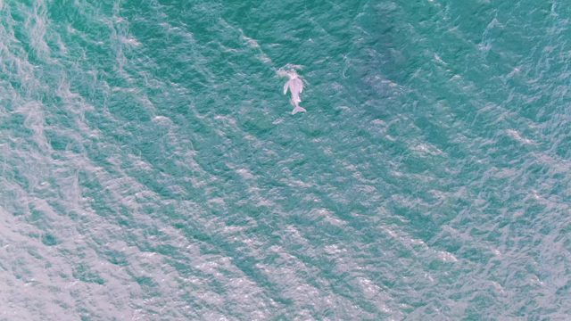 SHIPWRECKS EAST CAPE BCS MEXICO-2023: Dolphin Surfacing and Swimming in Turquoise Ocean Water