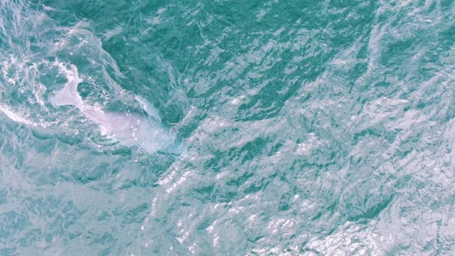 SHIPWRECKS EAST CAPE BCS MEXICO-2023: White Whale Swimming in Turquoise Ocean