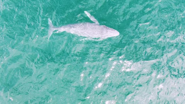 SHIPWRECKS EAST CAPE BCS MEXICO-2023: Whale Swimming and Breaching in Turquoise Ocean