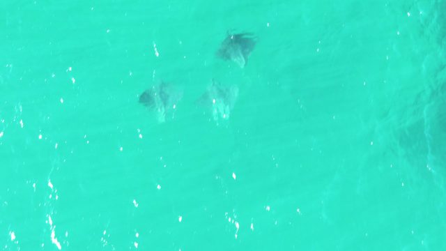 BUZZARDS BEACH EAST CAPE BCS MEXICO-2023: Stingrays Swimming in Shallow Turquoise Water