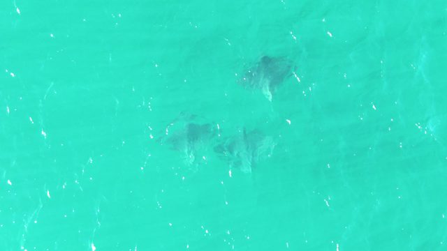 BUZZARDS BEACH EAST CAPE BCS MEXICO-2023: Stingrays Gliding in Turquoise Shallow Water