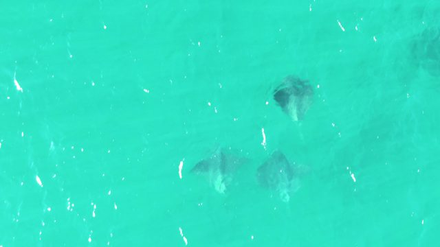 BUZZARDS BEACH EAST CAPE BCS MEXICO-2023: Stingrays Swimming in Shallow Turquoise Water