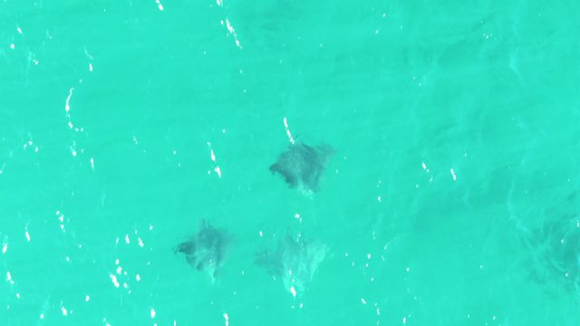 BUZZARDS BEACH EAST CAPE BCS MEXICO-2023: Stingrays Swimming in Shallow Turquoise Water