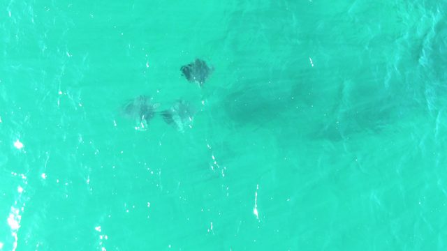 BUZZARDS BEACH EAST CAPE BCS MEXICO-2023: Stingrays Gliding Through Shallow Turquoise Water