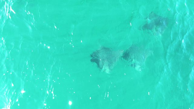 BUZZARDS BEACH EAST CAPE BCS MEXICO-2023: Manta Rays Swimming in Clear Turquoise Water