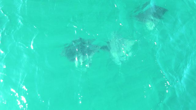 BUZZARDS BEACH EAST CAPE BCS MEXICO-2023: Manta Rays Swimming in Clear Turquoise Water