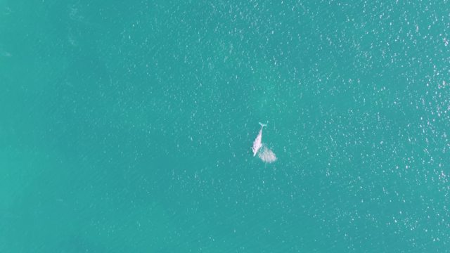 BUZZARDS BEACH EAST CAPE BCS MEXICO-2023: Dolphin Swimming in Turquoise Ocean Water