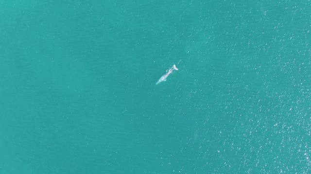 BUZZARDS BEACH EAST CAPE BCS MEXICO-2023: Whale Swimming in Turquoise Ocean Waters