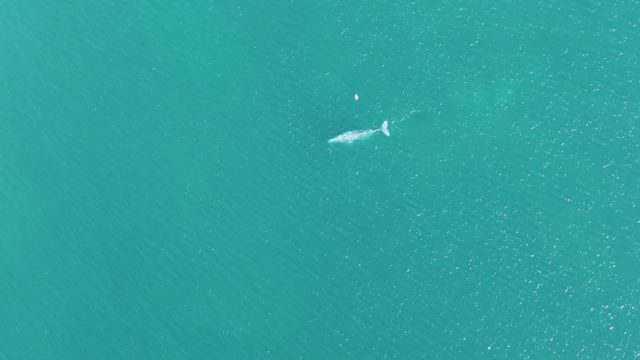 BUZZARDS BEACH EAST CAPE BCS MEXICO-2023: Whale Swimming in Turquoise Ocean Waters