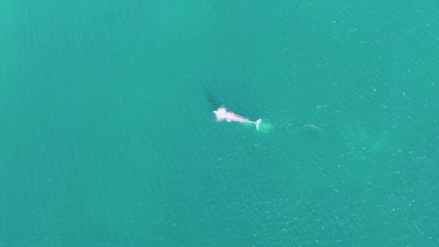 BUZZARDS BEACH EAST CAPE BCS MEXICO-2023: Whale Swimming in Clear Turquoise Ocean