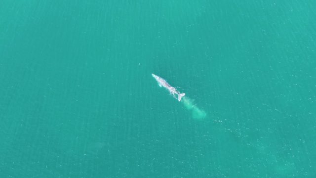 BUZZARDS BEACH EAST CAPE BCS MEXICO-2023: Whale Swimming in Clear Turquoise Ocean