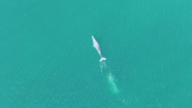 BUZZARDS BEACH EAST CAPE BCS MEXICO-2023: Whale Swimming in Turquoise Ocean Waters
