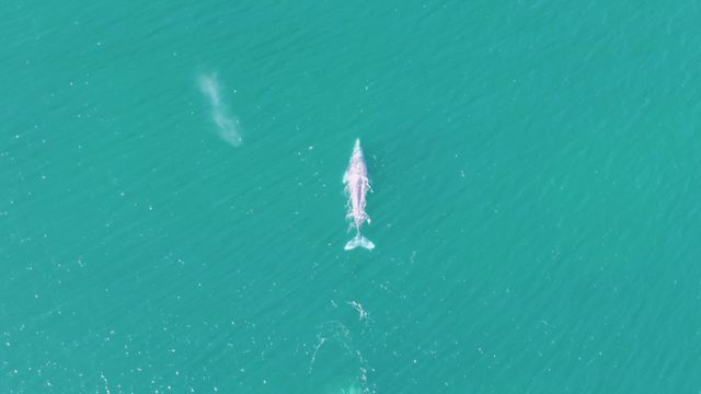 BUZZARDS BEACH EAST CAPE BCS MEXICO-2023: Whale Surfacing and Swimming in Clear Ocean Water