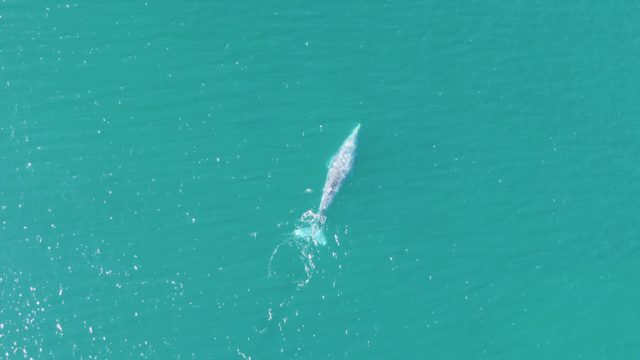 BUZZARDS BEACH EAST CAPE BCS MEXICO-2023: Whale Swimming in Turquoise Ocean Waters