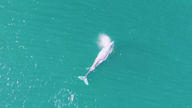 BUZZARDS BEACH EAST CAPE BCS MEXICO-2023: Whale Surfacing and Spouting in Turquoise Water