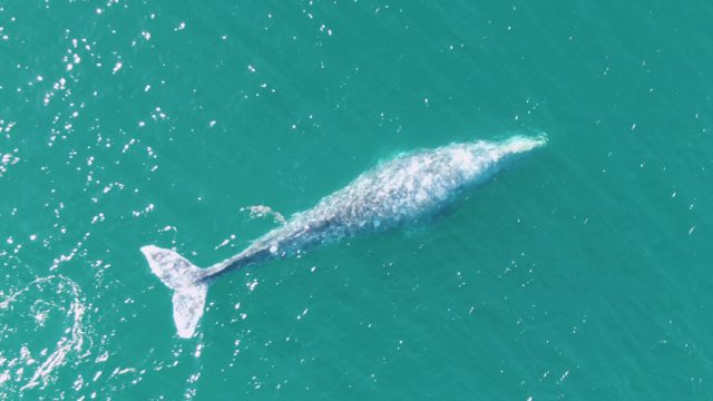 BUZZARDS BEACH EAST CAPE BCS MEXICO-2023: Whale Surfacing and Swimming in Turquoise Ocean