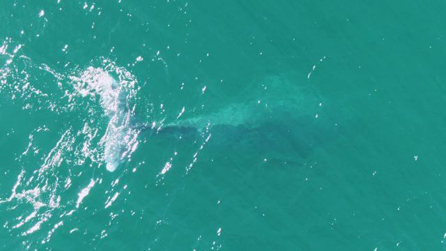 BUZZARDS BEACH EAST CAPE BCS MEXICO-2023: Whale's Tail Submerging in Clear Turquoise Water