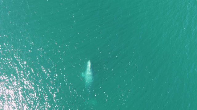 BUZZARDS BEACH EAST CAPE BCS MEXICO-2023: Whale Surfacing in Clear Turquoise Ocean