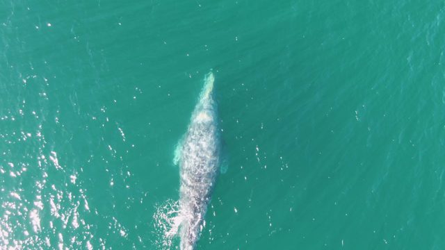 BUZZARDS BEACH EAST CAPE BCS MEXICO-2023: Whale Gliding Through Clear Turquoise Sea