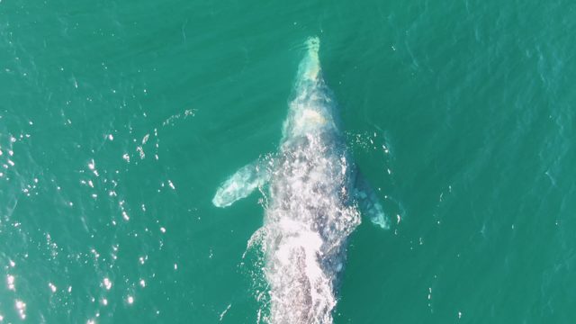 BUZZARDS BEACH EAST CAPE BCS MEXICO-2023: Humpback Whale Submerging in Clear Ocean Water