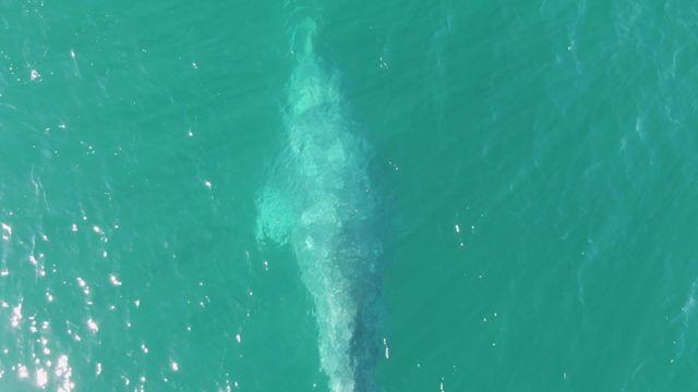 BUZZARDS BEACH EAST CAPE BCS MEXICO-2023: Whale Submerging in Clear Turquoise Water