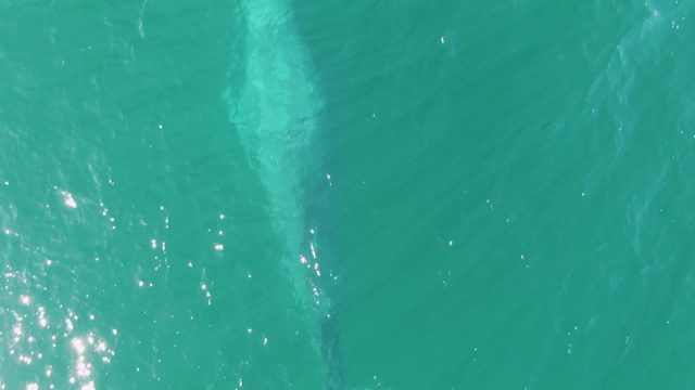 BUZZARDS BEACH EAST CAPE BCS MEXICO-2023: Marine Animal Swimming in Clear Turquoise Water