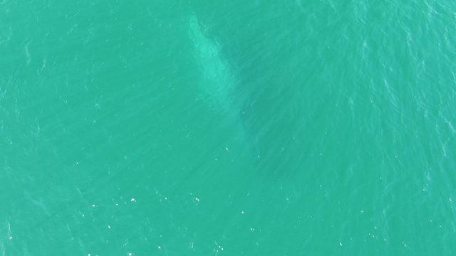 BUZZARDS BEACH EAST CAPE BCS MEXICO-2023: Whale Swimming Beneath Turquoise Ocean Surface