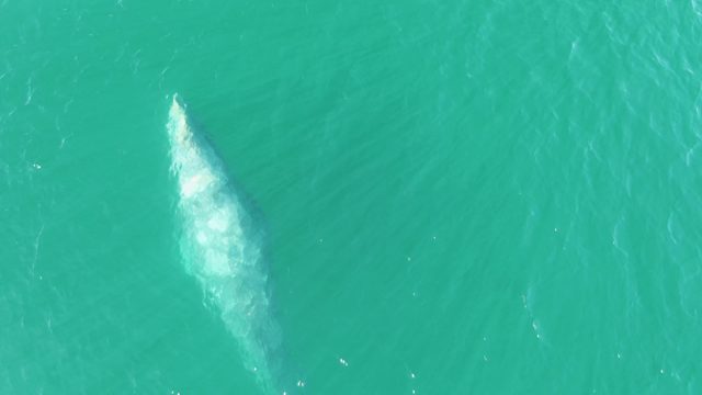 BUZZARDS BEACH EAST CAPE BCS MEXICO-2023: Overhead View of a Whale Surfacing in Turquoise Water