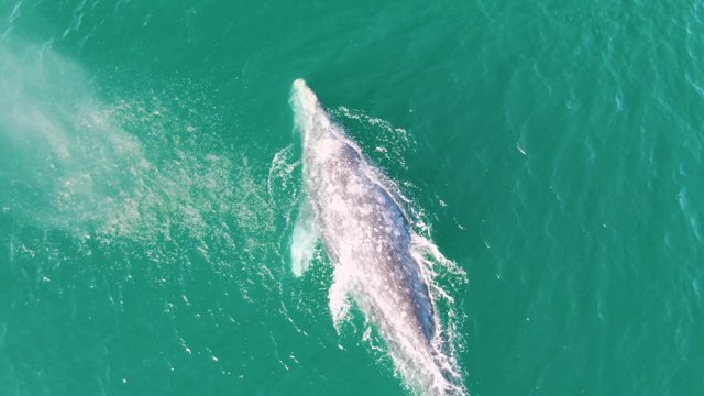 BUZZARDS BEACH EAST CAPE BCS MEXICO-2023: Whale Surfacing and Submerging in Turquoise Ocean