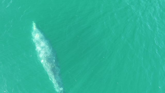BUZZARDS BEACH EAST CAPE BCS MEXICO-2023: Whale Surfacing in Clear Turquoise Ocean