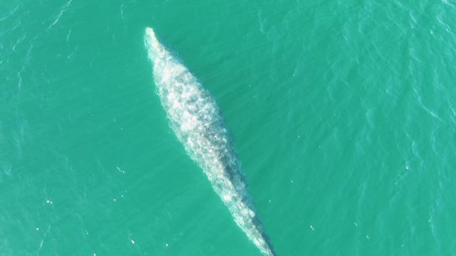 BUZZARDS BEACH EAST CAPE BCS MEXICO-2023: Whale Surfacing in Turquoise Ocean Water