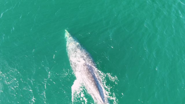 BUZZARDS BEACH EAST CAPE BCS MEXICO-2023: Whale Diving in Turquoise Ocean Waters