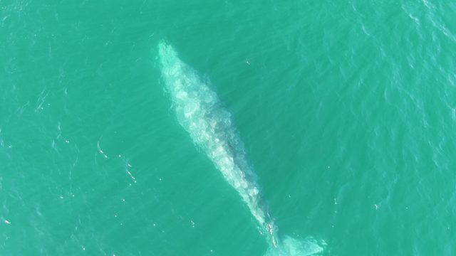 BUZZARDS BEACH EAST CAPE BCS MEXICO-2023: Overhead View of Whale Swimming in Turquoise Water