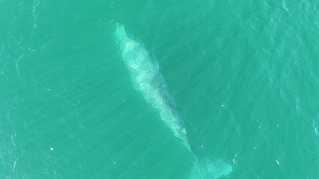 BUZZARDS BEACH EAST CAPE BCS MEXICO-2023: Whale Swimming in Clear Turquoise Water