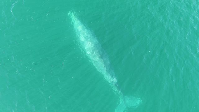 BUZZARDS BEACH EAST CAPE BCS MEXICO-2023: Whale Gliding Through Clear Turquoise Ocean Water