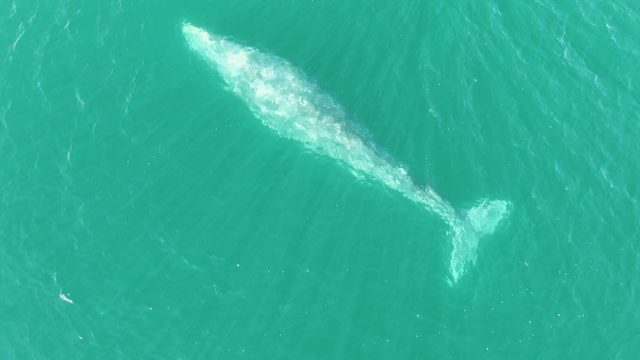 BUZZARDS BEACH EAST CAPE BCS MEXICO-2023: Whale Gliding in Clear Turquoise Ocean