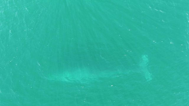 BUZZARDS BEACH EAST CAPE BCS MEXICO-2023: Whale Gliding Through Turquoise Ocean Water