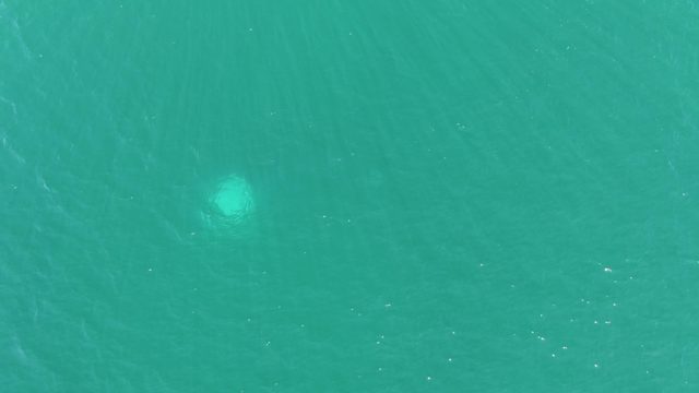 BUZZARDS BEACH EAST CAPE BCS MEXICO-2023: Jellyfish Gliding in Clear Ocean Water